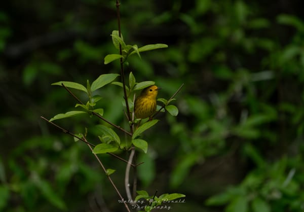 Bird Feature - Yellow Warbler